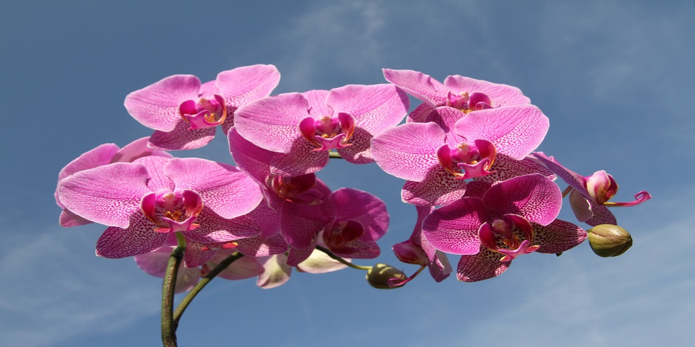 traditionally symbolised flowers